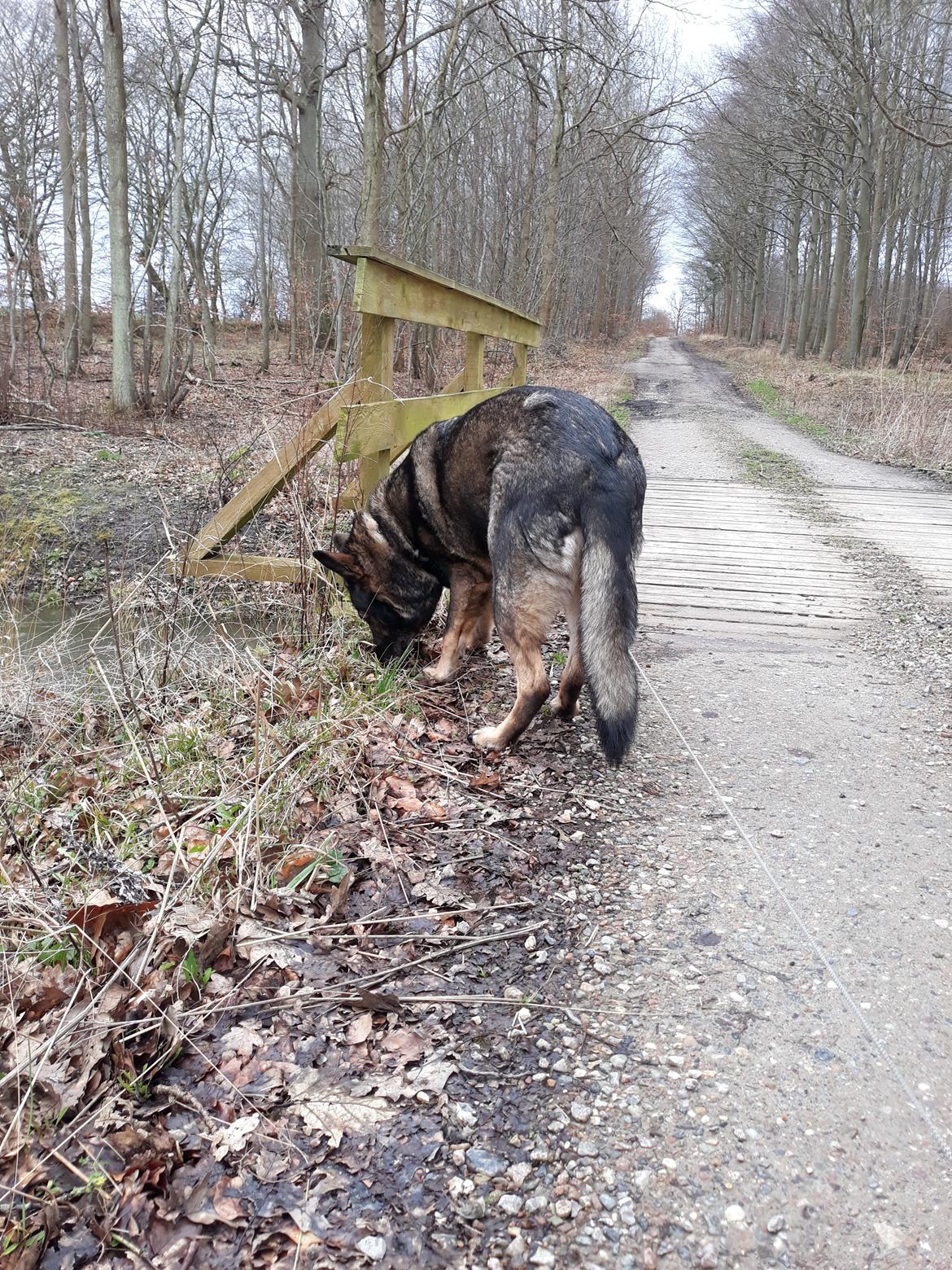 Schæferhund Sportshund Gipsi. (Gipsi). billede 27
