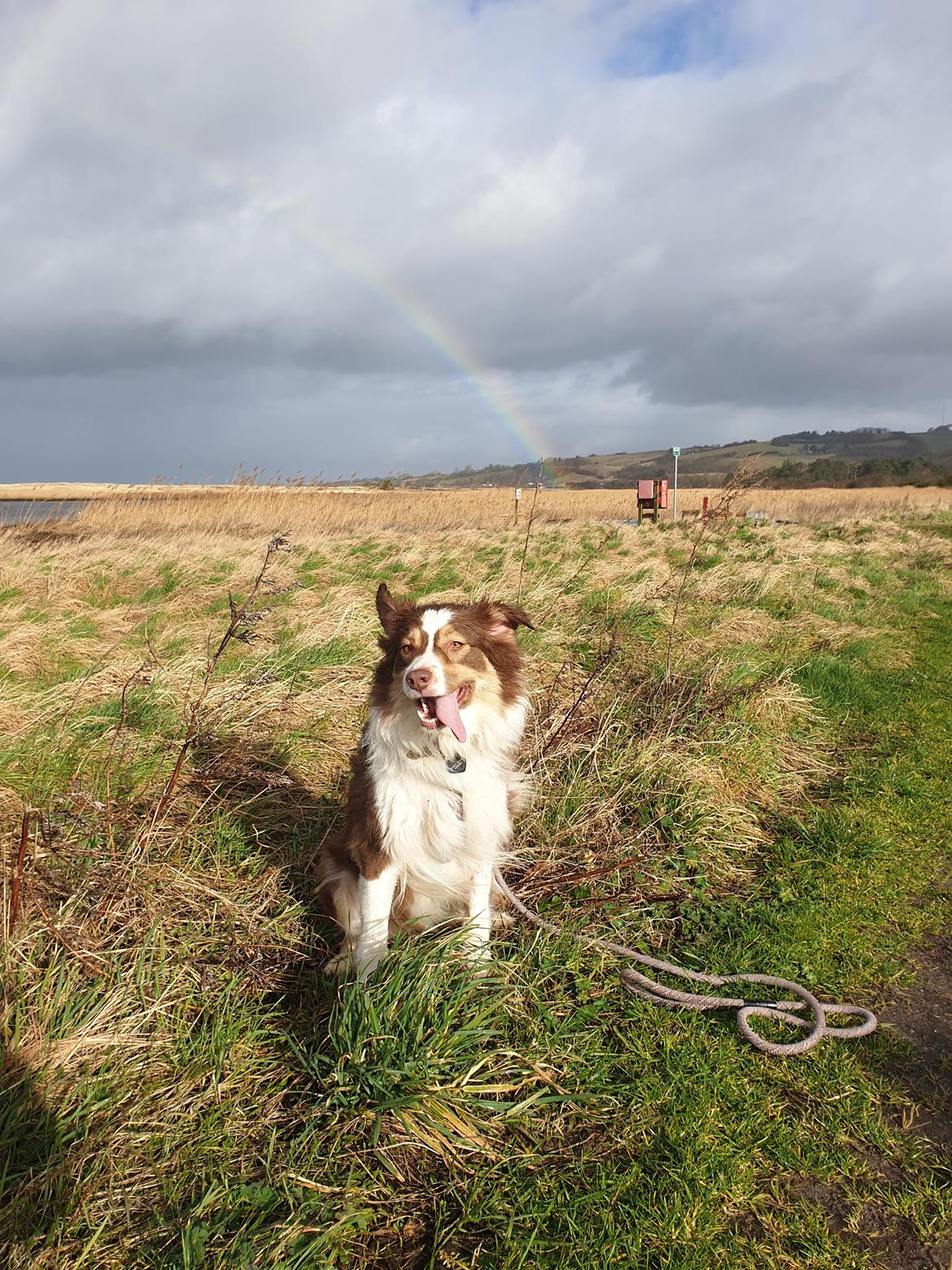 Australian shepherd Mocca [himmelhund] billede 7