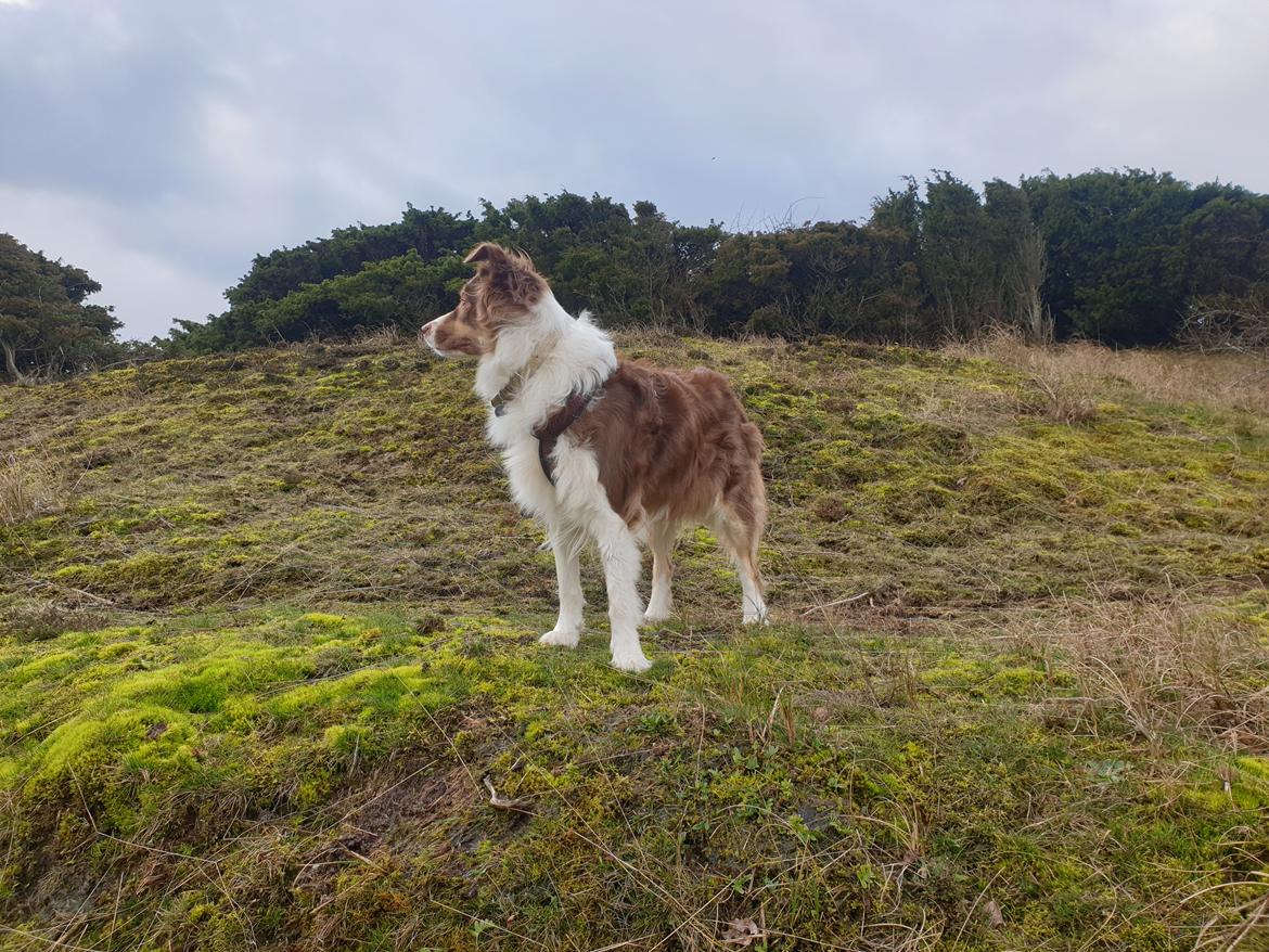 Australian shepherd Mocca [himmelhund] billede 3