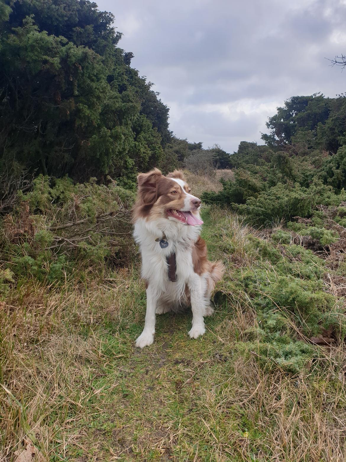 Australian shepherd Mocca [himmelhund] billede 2