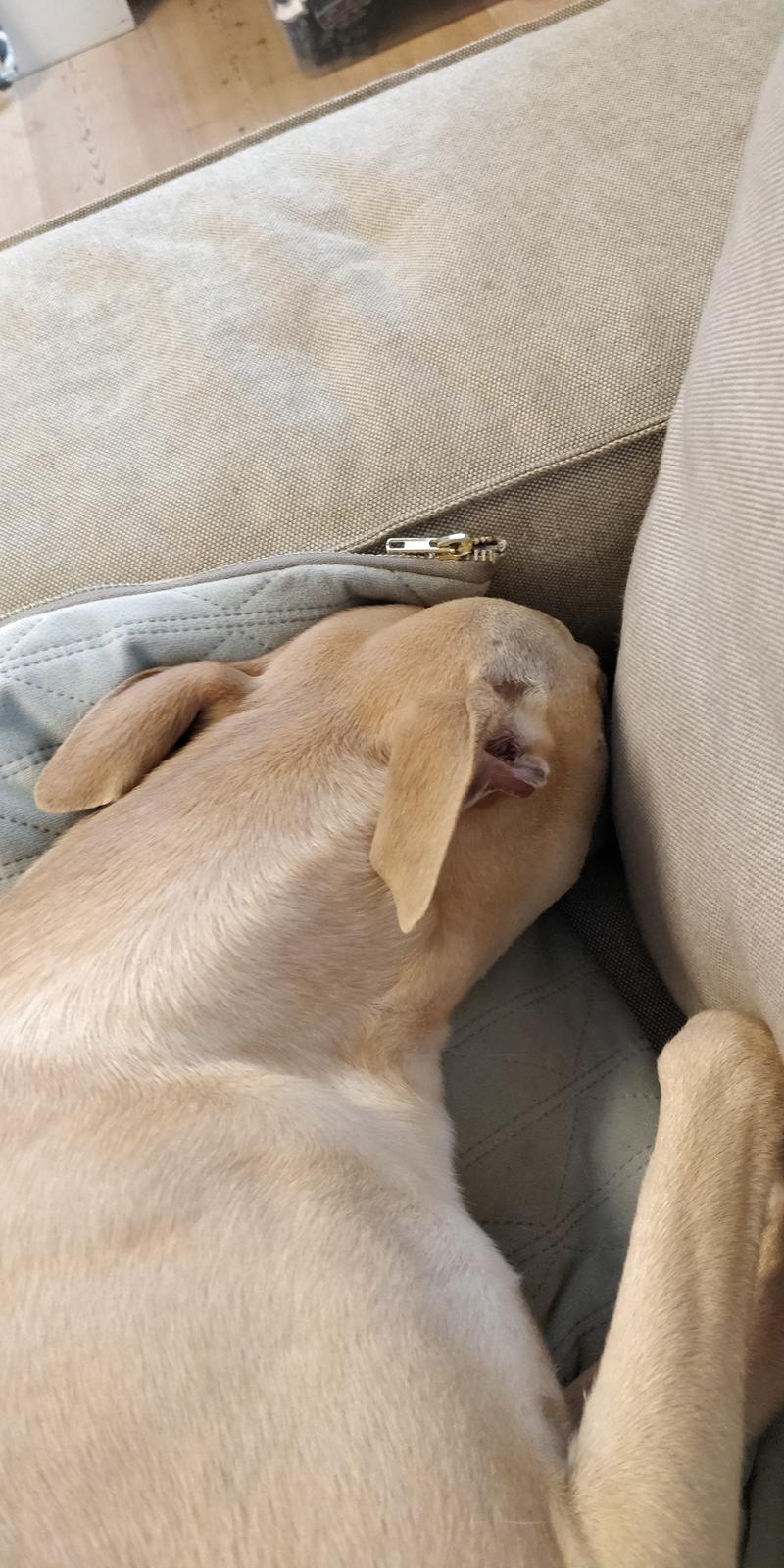 Whippet Cosmo (Tiny Tunes Ain't No Sunshine)  billede 17