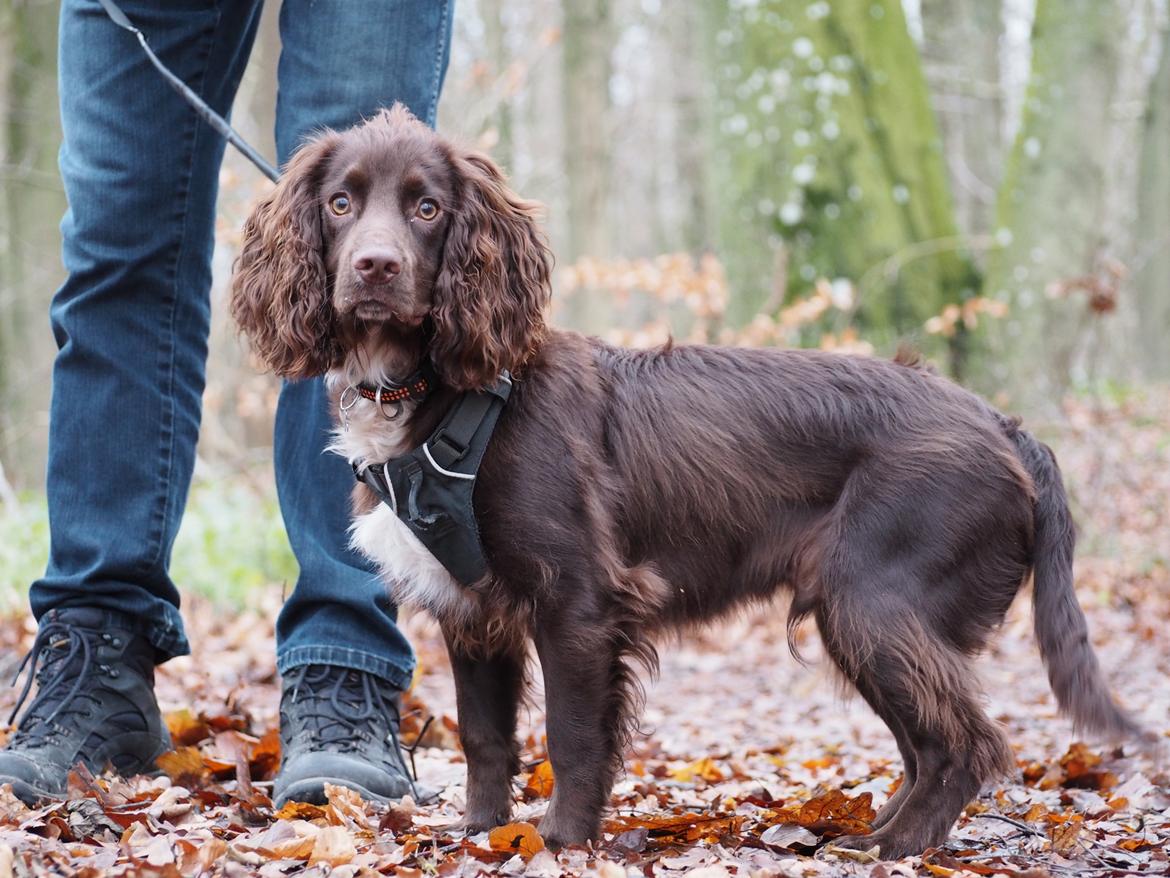 Cocker spaniel Jacko billede 2