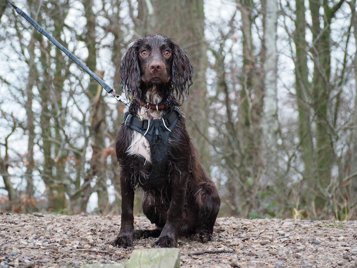 Cocker spaniel Jacko billede 4