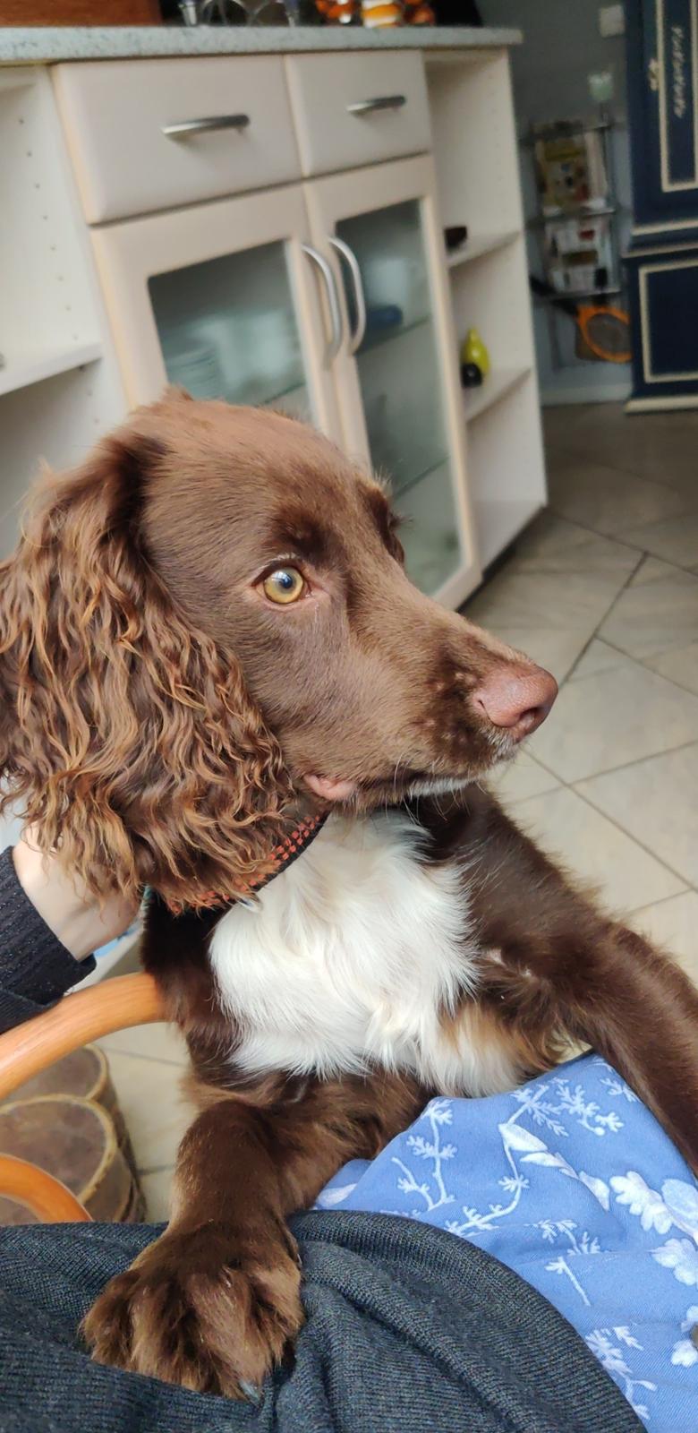 Cocker spaniel Jacko billede 8