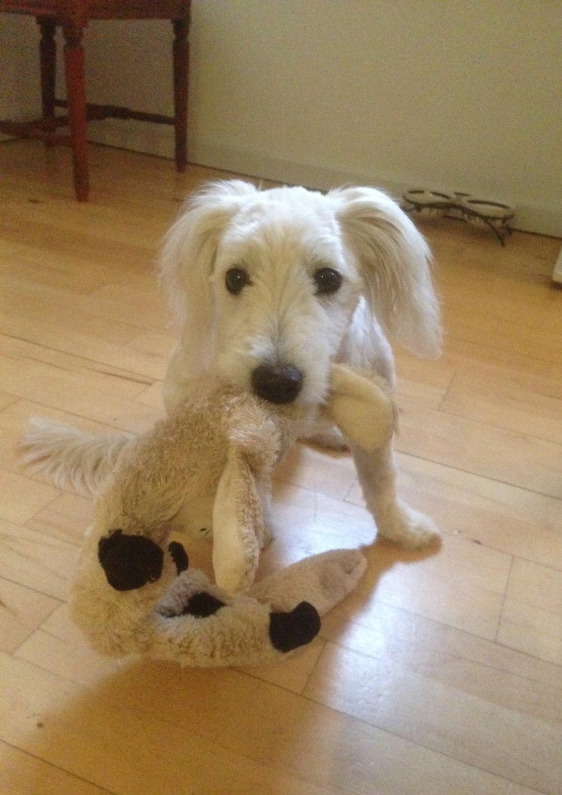 Blanding af racer Luna billede 11