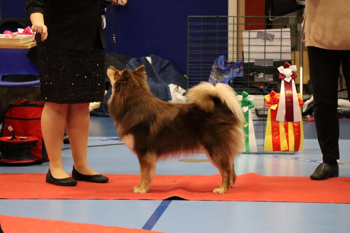 Finsk lapphund Lapinkaunis Shelby Maverick - 9 måneder - BIM, BIR Junior og BIS Junior <3 billede 3