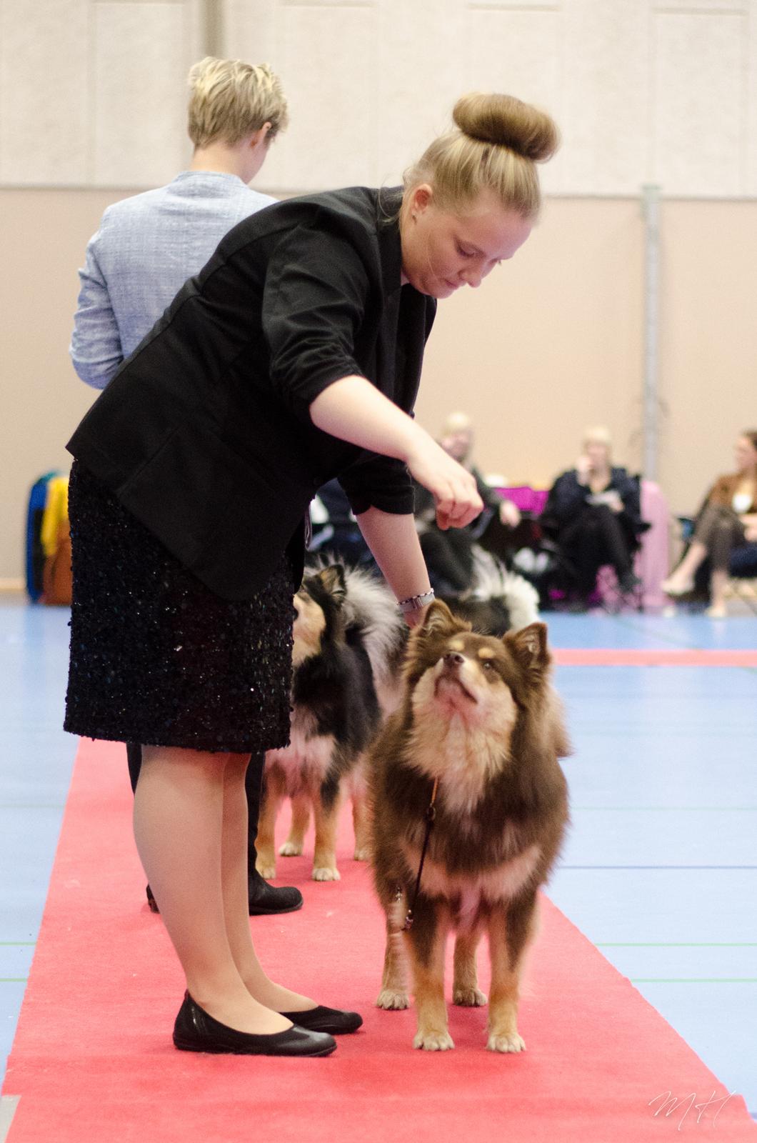 Finsk lapphund Lapinkaunis Shelby Maverick - Smukke Shelby - BIM, BIR Junior, BIS Junior! billede 4