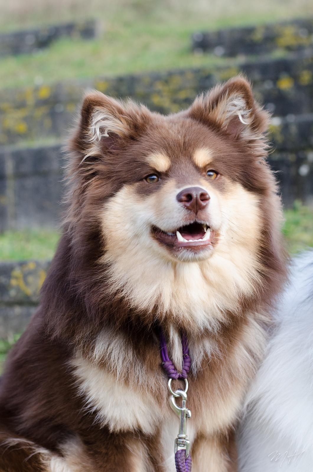 Finsk lapphund Lapinkaunis Shelby Maverick - 9 måneder billede 1
