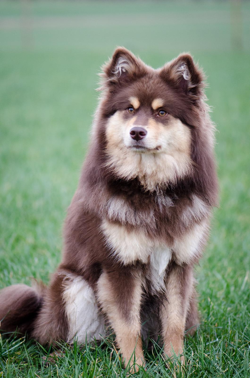 Finsk lapphund Lapinkaunis Shelby Maverick - 9 måneder billede 2