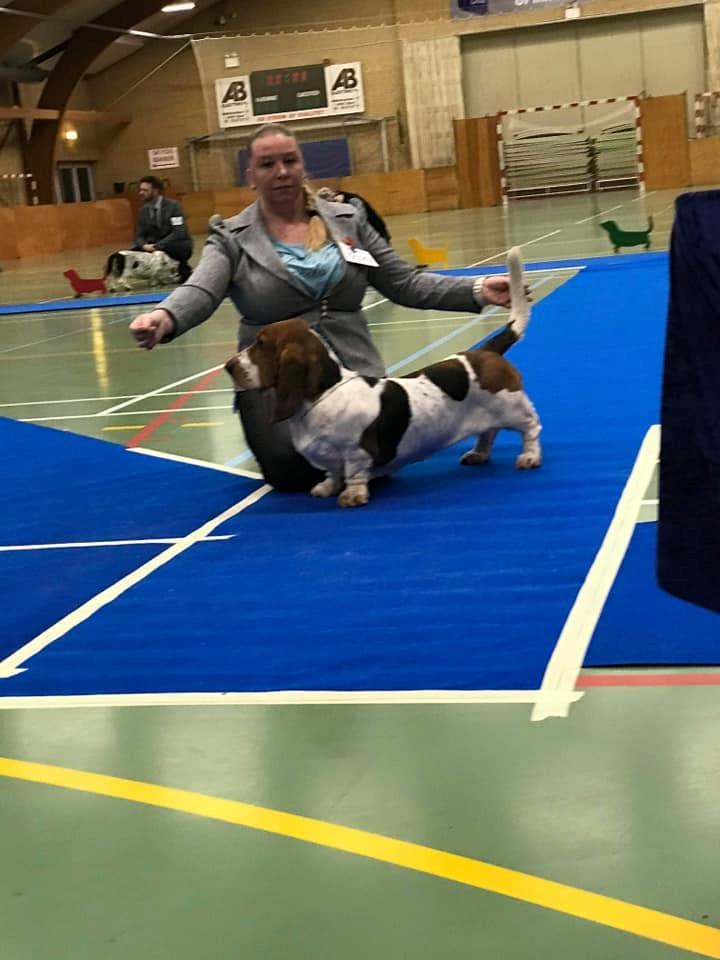 Basset hound Baffo Dodge Ram Diaz billede 1