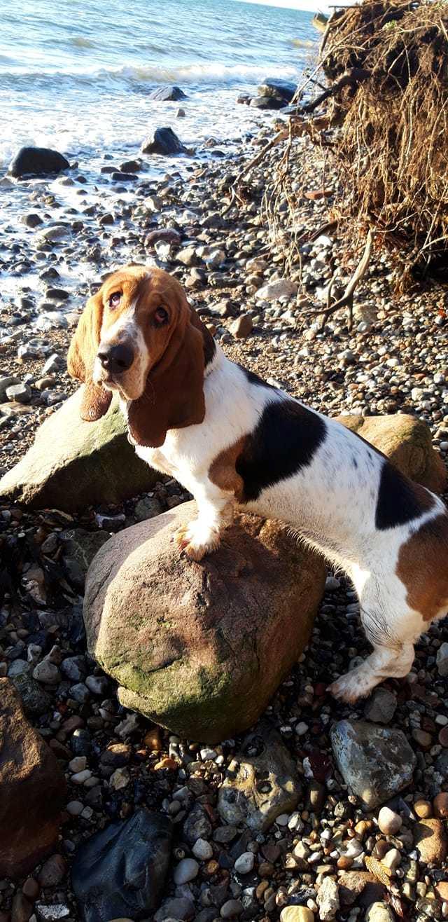 Basset hound Baffo Dodge Ram Diaz billede 4