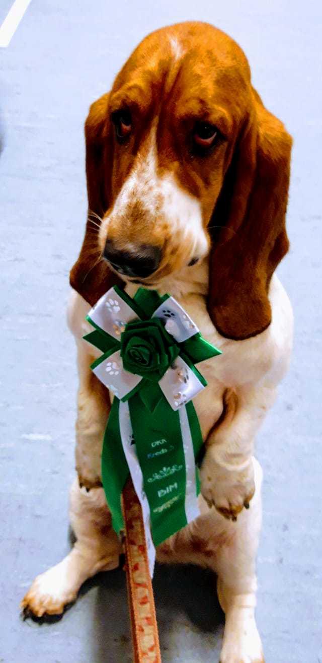 Basset hound Baffo Dodge Ram Diaz billede 5