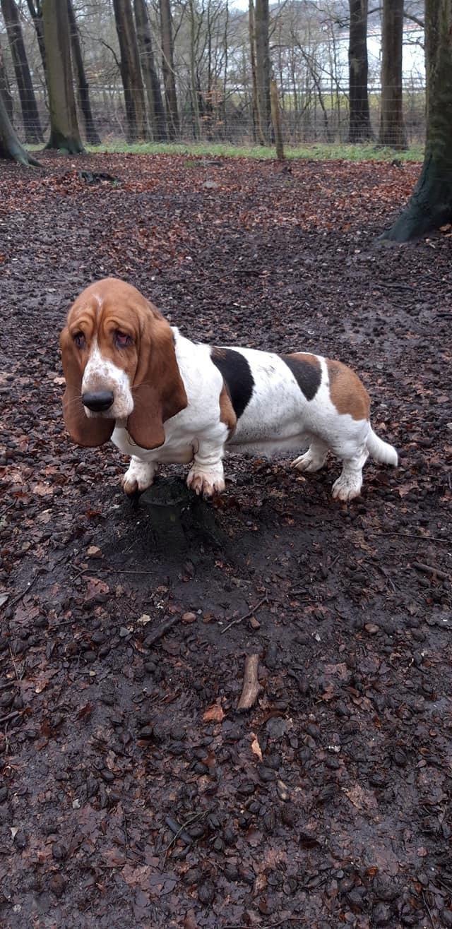 Basset hound Baffo Dodge Ram Diaz billede 2
