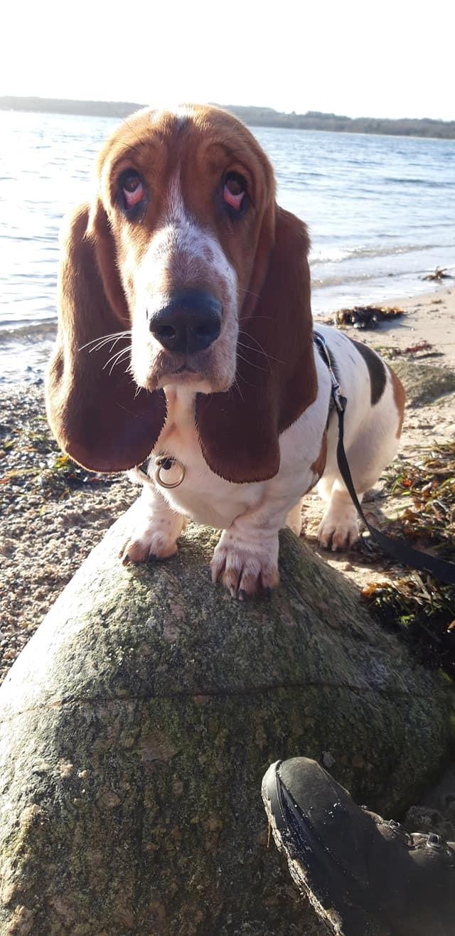 Basset hound Baffo Dodge Ram Diaz billede 7