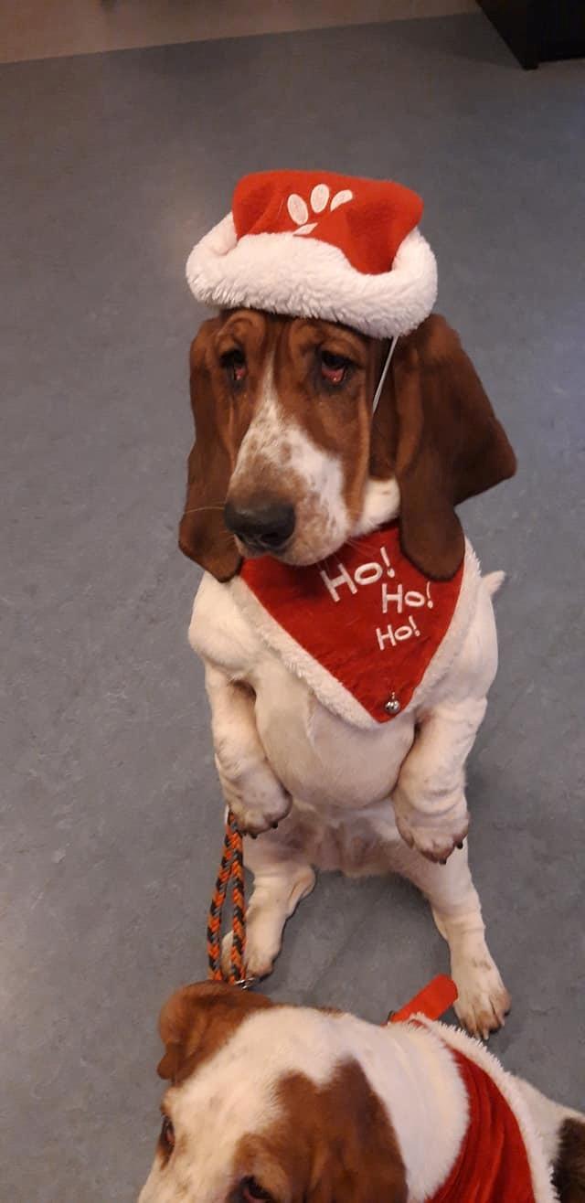 Basset hound Baffo Dodge Ram Diaz billede 6
