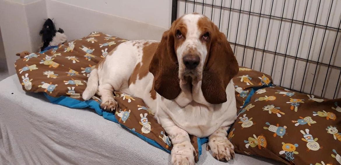 Basset hound Baffo Bentley Haley billede 6