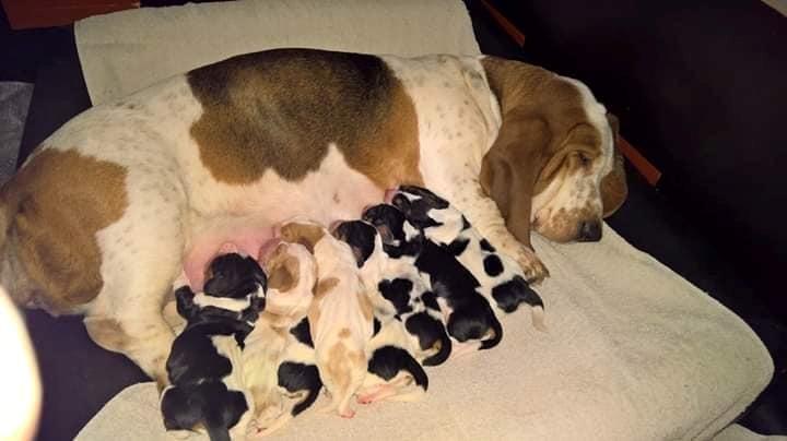 Basset hound Baffo Audi billede 14