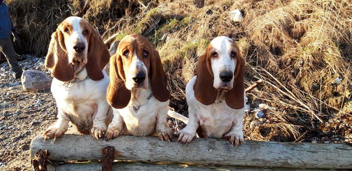 Basset hound Baffo Audi billede 15