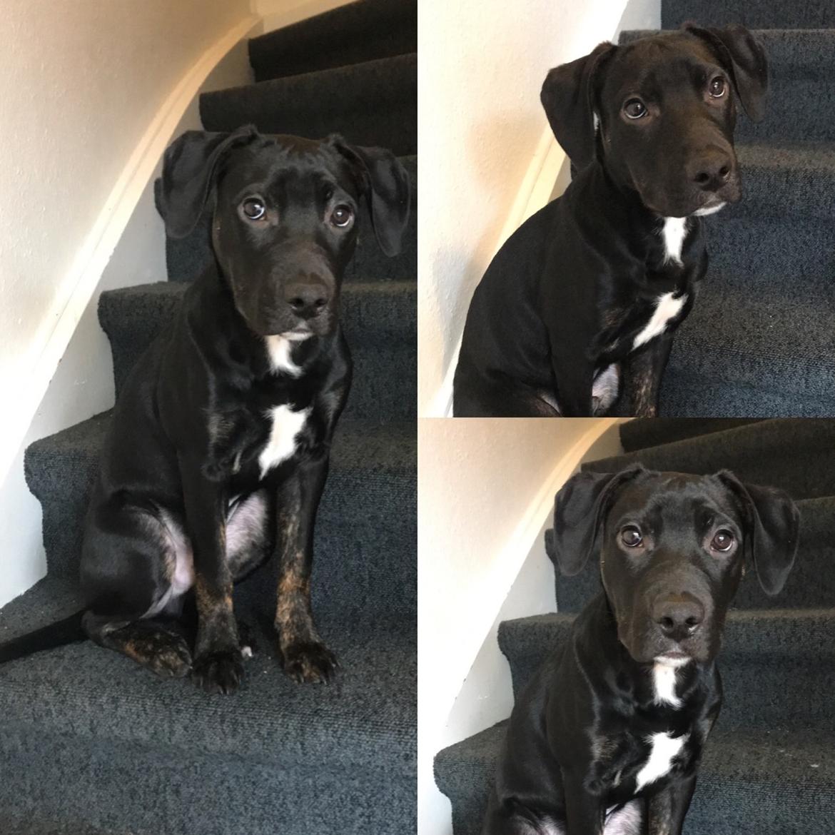 Blanding af racer Baloo - 18 uger  billede 7