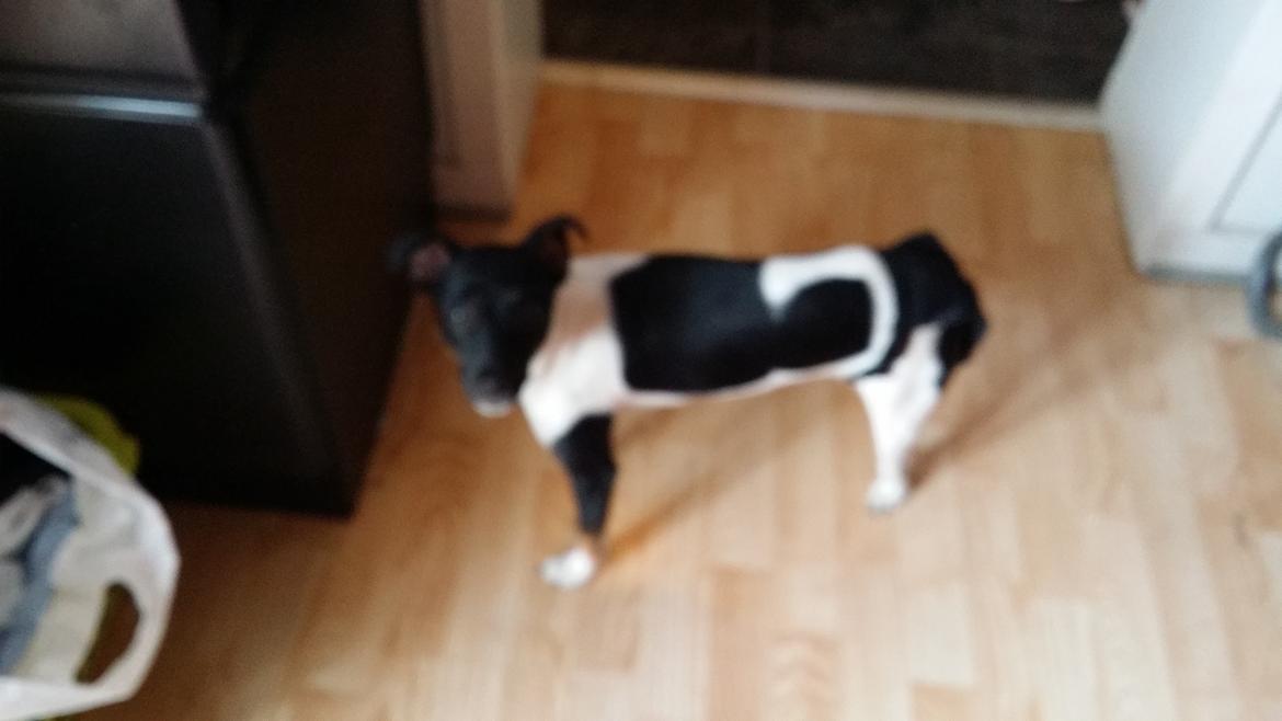 Dansk svensk gaardhund Laisa billede 9