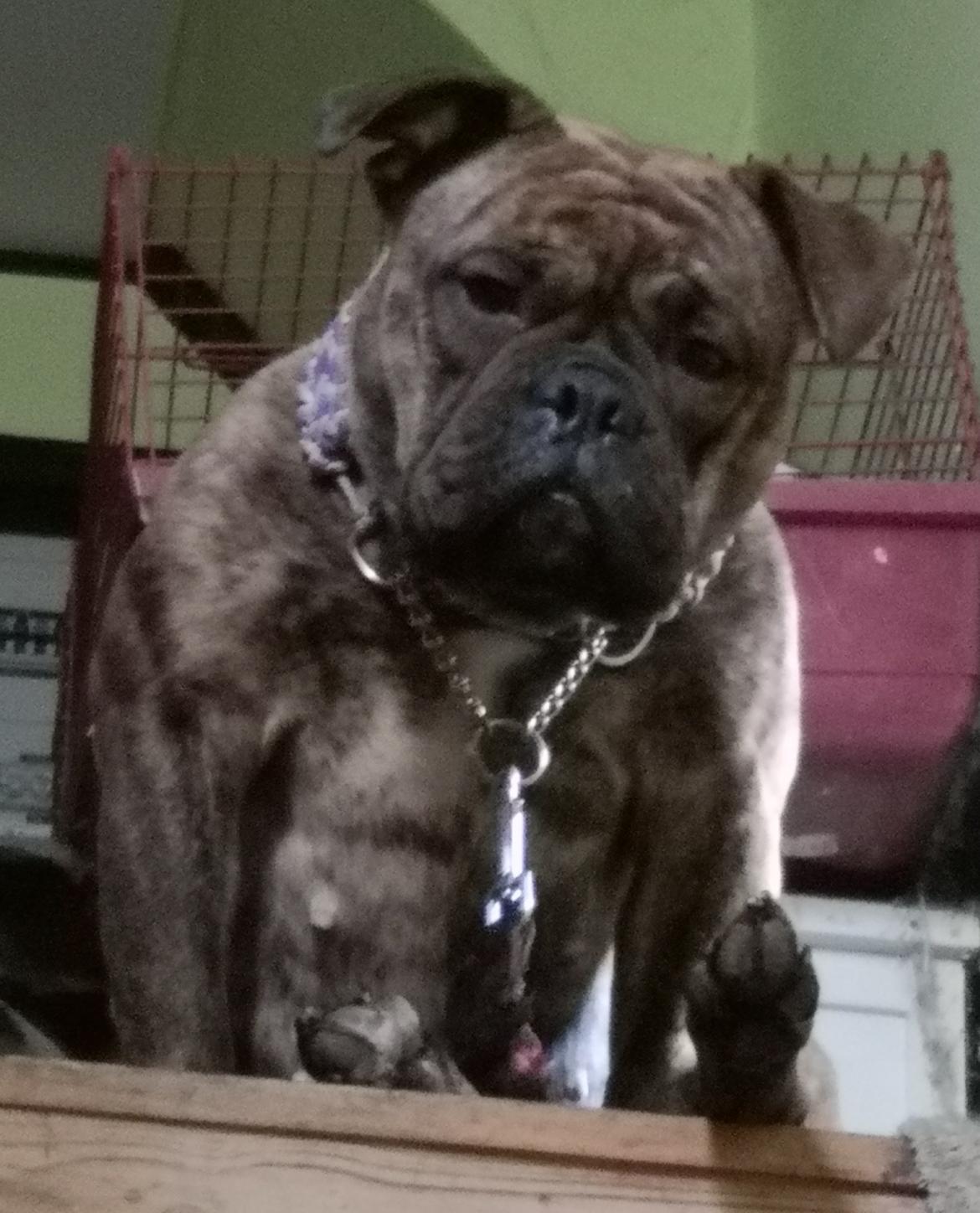 Olde english bulldogge Cookie (Ohana for Life's Edel)  billede 1