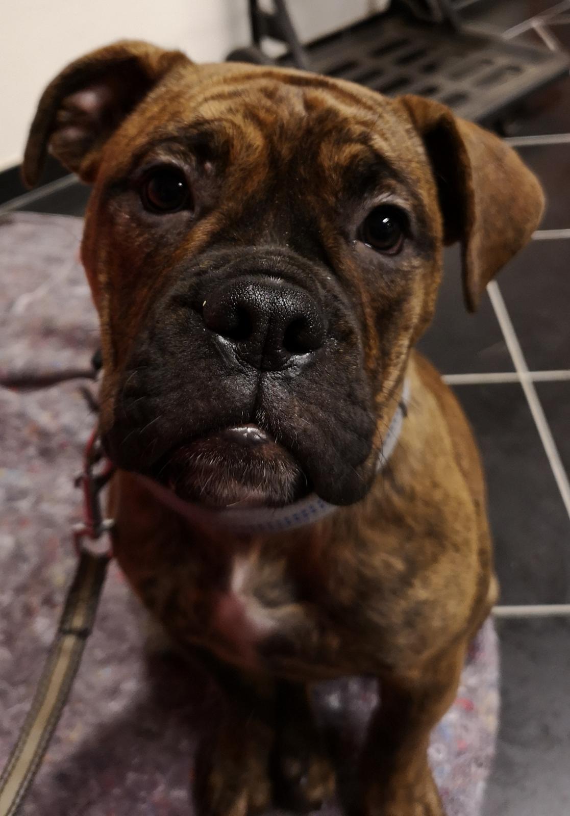 Olde english bulldogge Cookie (Ohana for Life's Edel)  billede 3