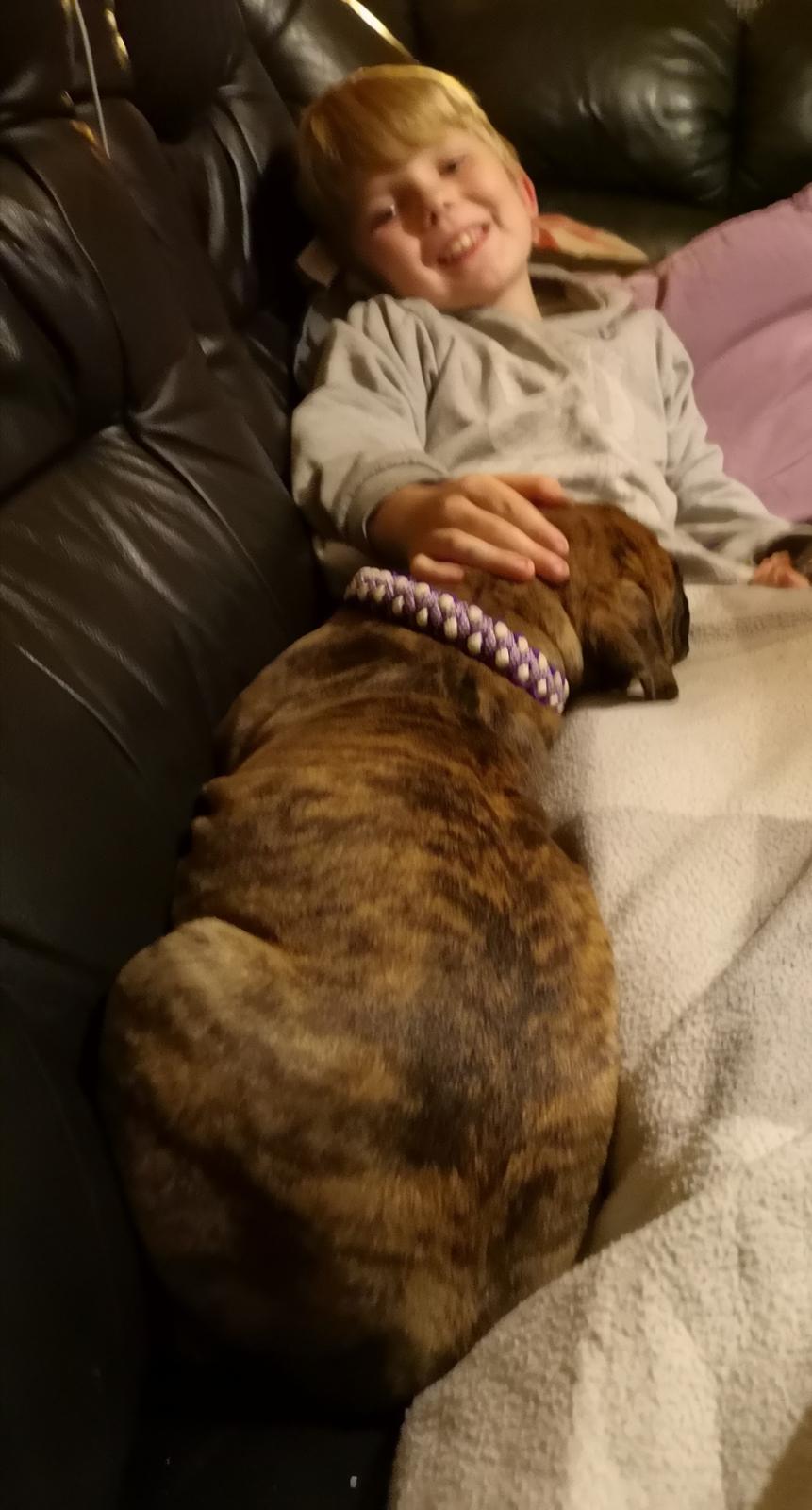 Olde english bulldogge Cookie (Ohana for Life's Edel)  billede 2