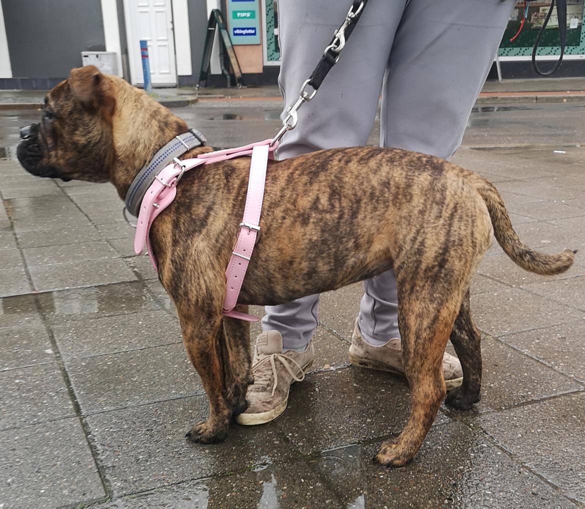 Olde english bulldogge Cookie (Ohana for Life's Edel)  billede 4
