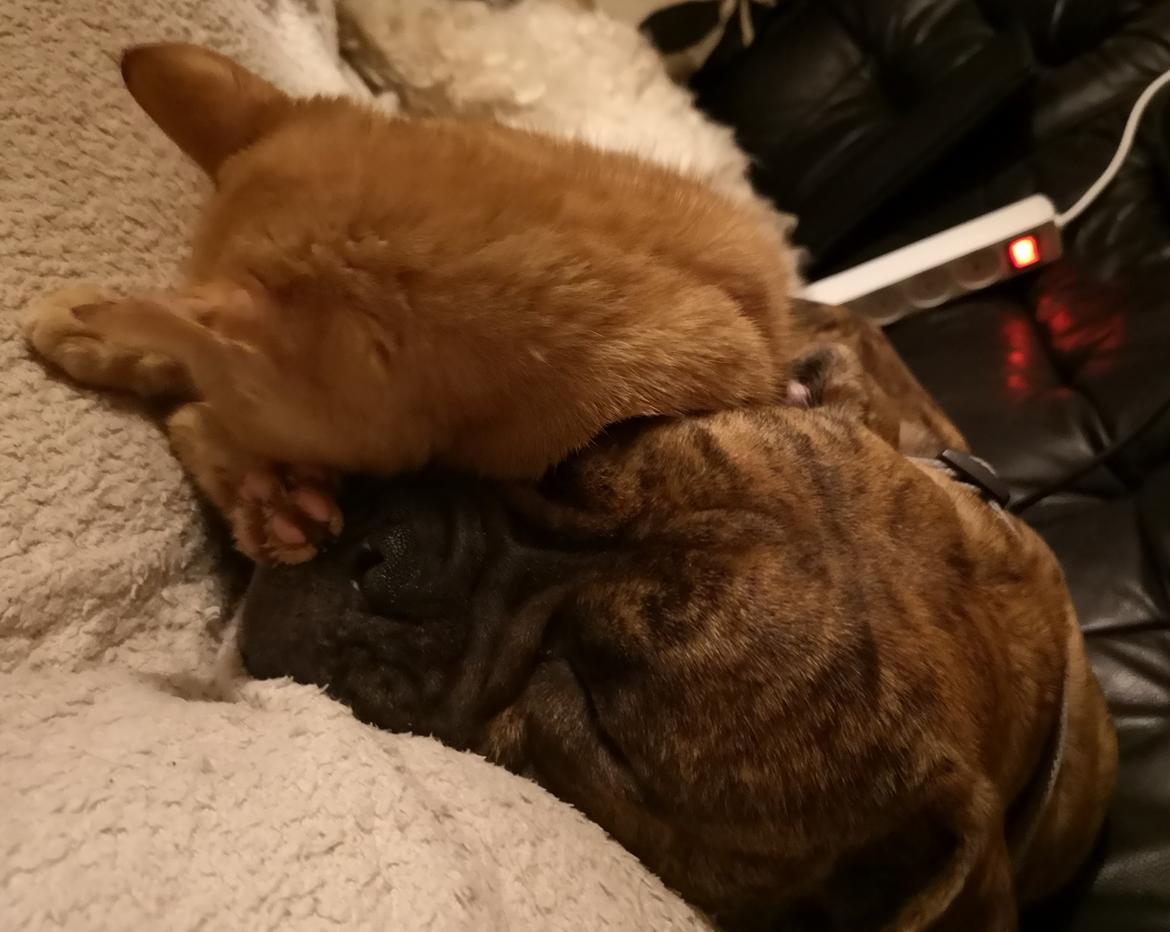 Olde english bulldogge Cookie (Ohana for Life's Edel)  billede 5