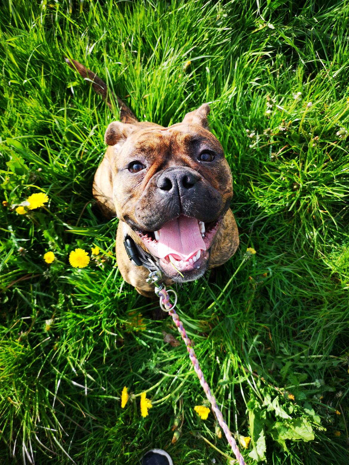 Olde english bulldogge Cookie (Ohana for Life's Edel)  billede 8
