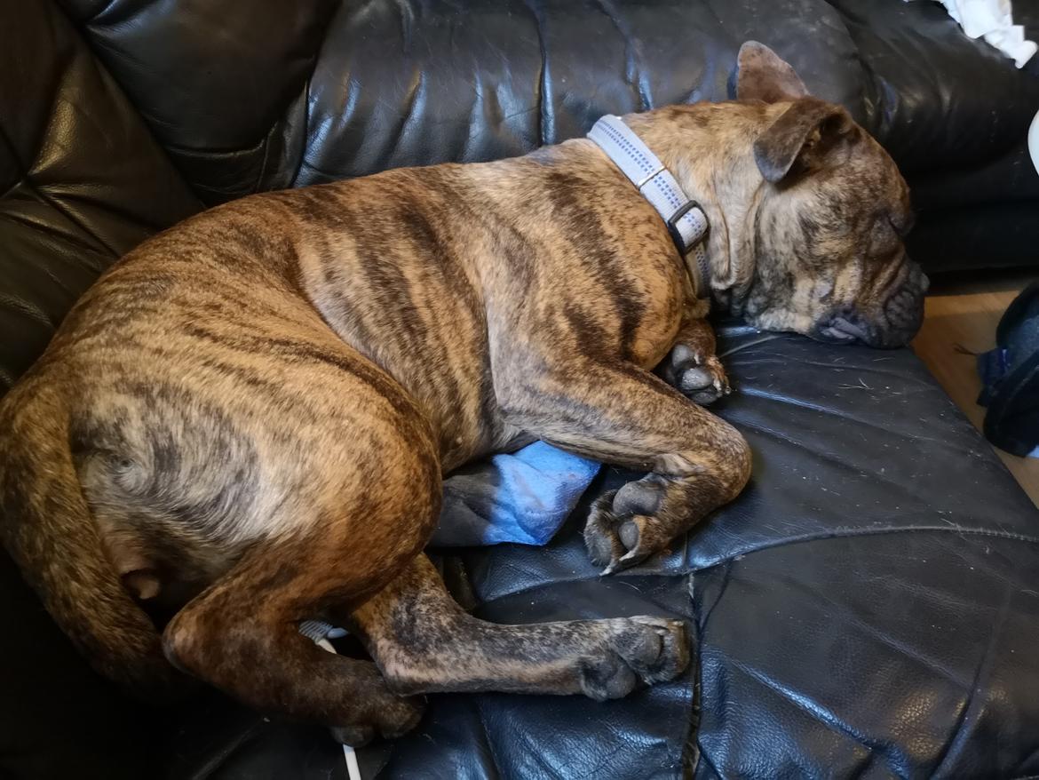 Olde english bulldogge Cookie (Ohana for Life's Edel)  billede 9