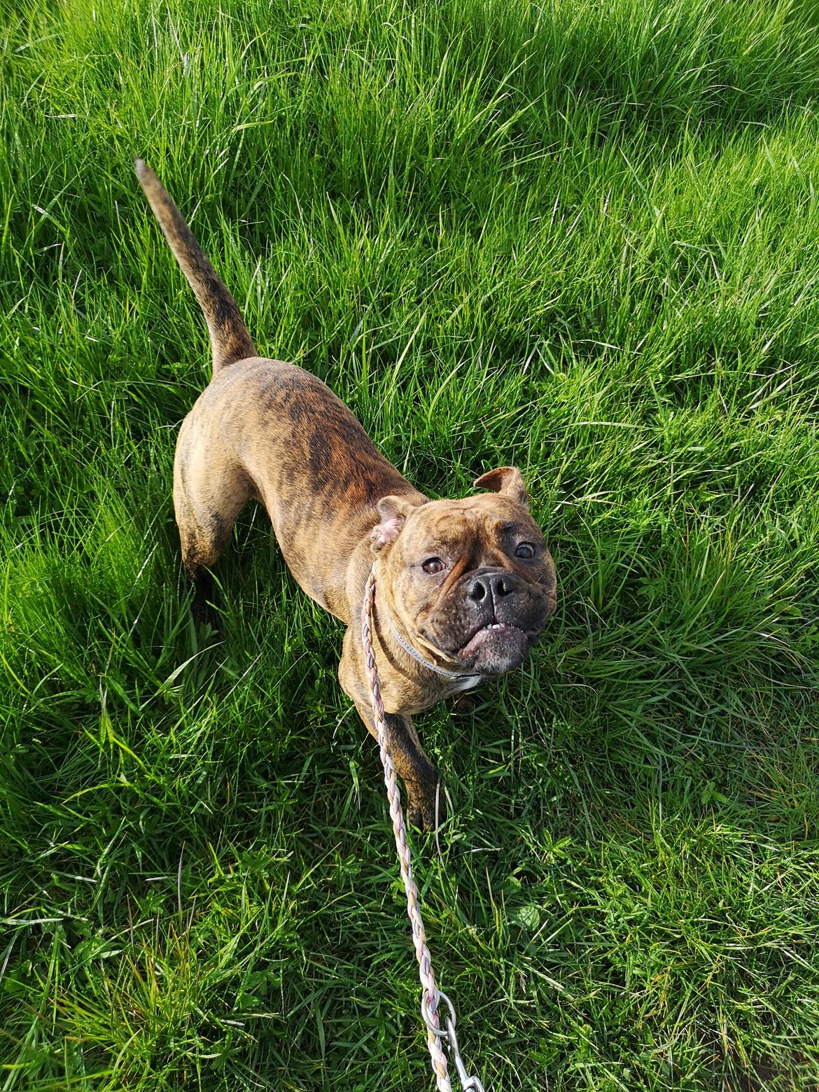Olde english bulldogge Cookie (Ohana for Life's Edel)  billede 6