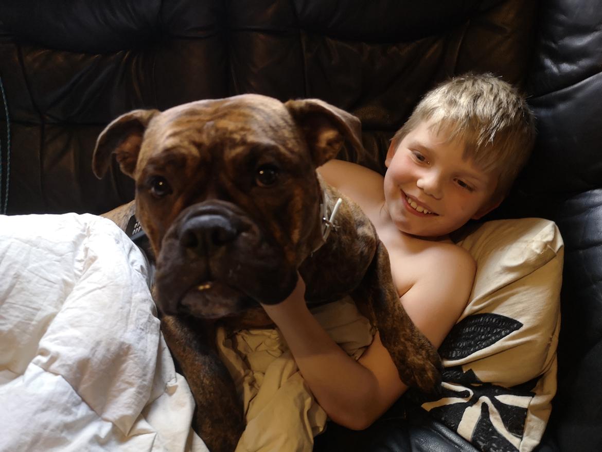 Olde english bulldogge Cookie (Ohana for Life's Edel)  billede 11