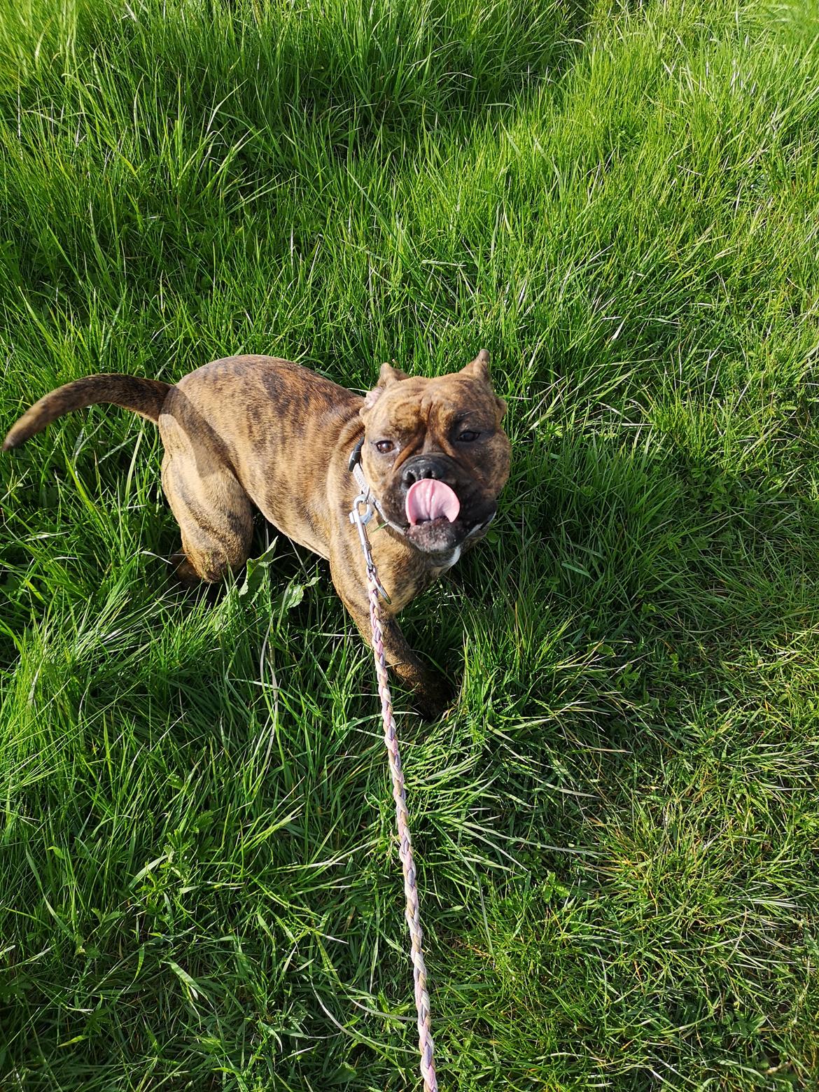 Olde english bulldogge Cookie (Ohana for Life's Edel)  billede 7