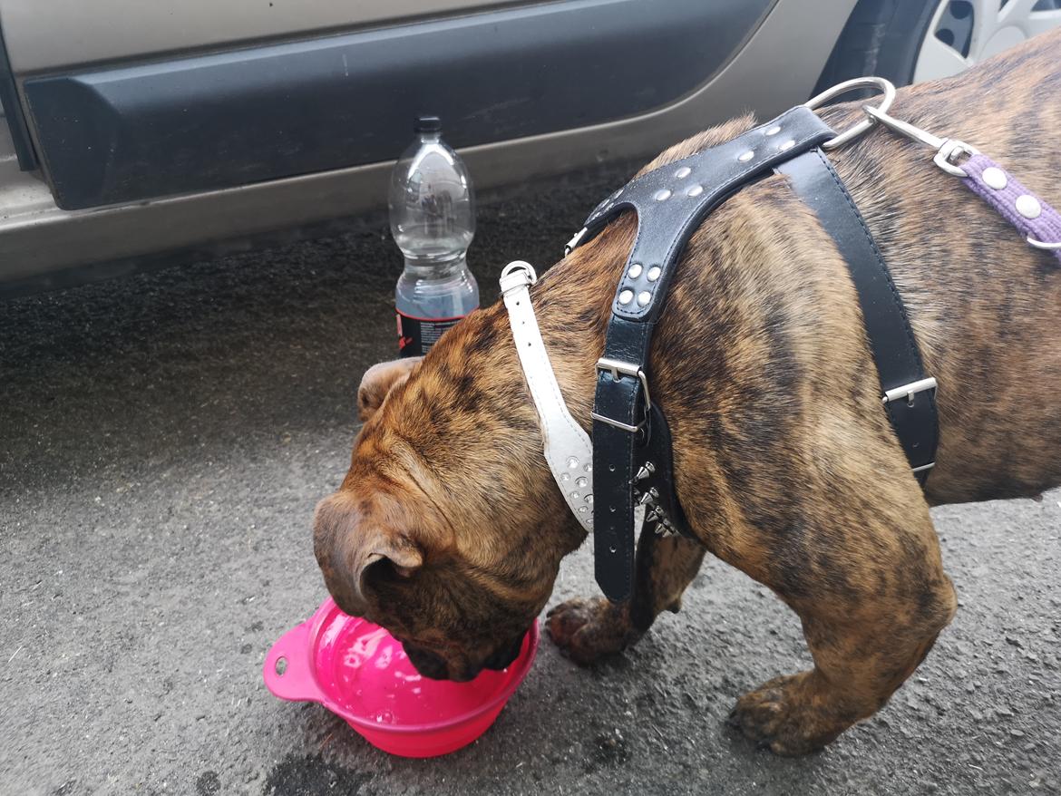 Olde english bulldogge Cookie (Ohana for Life's Edel)  billede 12