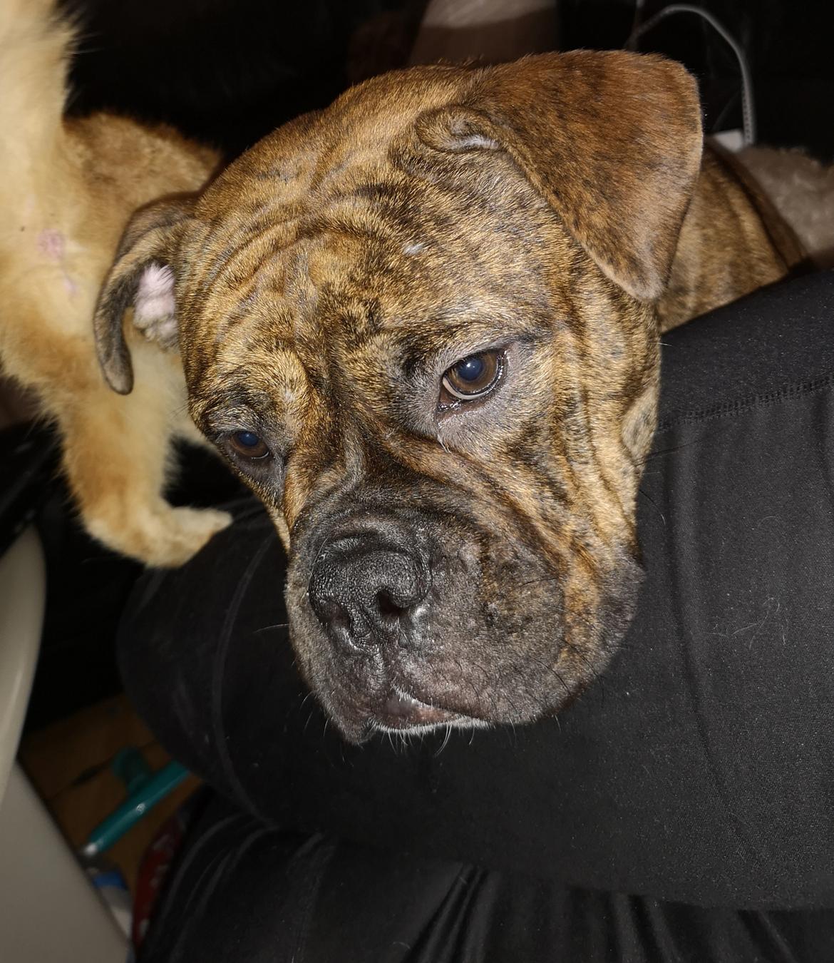 Olde english bulldogge Cookie (Ohana for Life's Edel)  billede 14