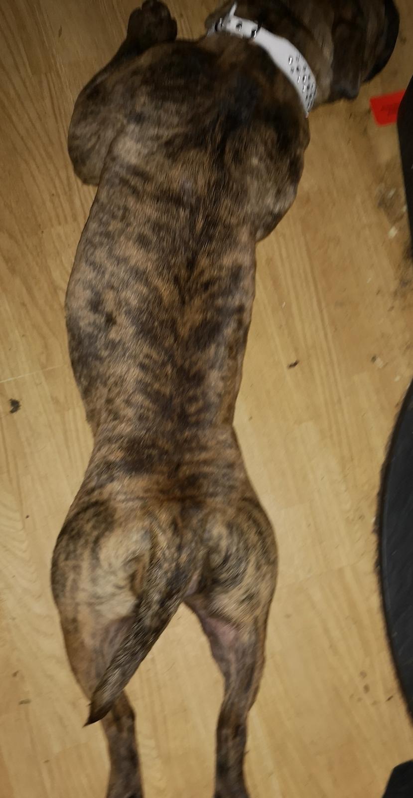 Olde english bulldogge Cookie (Ohana for Life's Edel)  billede 16