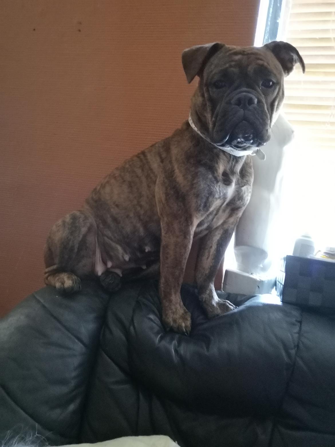 Olde english bulldogge Cookie (Ohana for Life's Edel)  billede 15