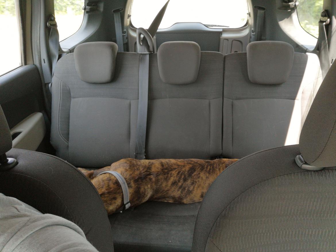 Olde english bulldogge Cookie (Ohana for Life's Edel)  billede 10