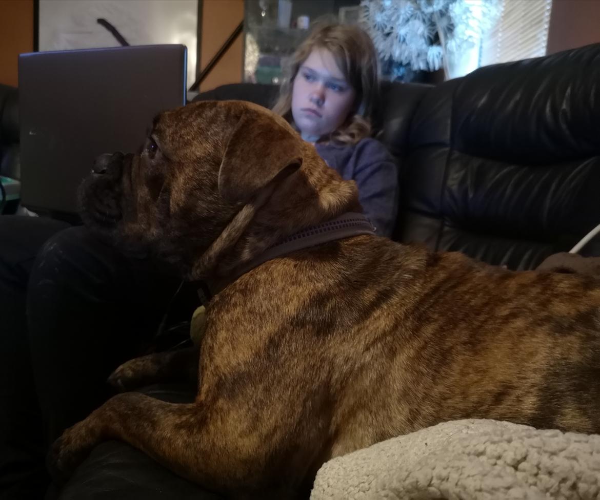 Olde english bulldogge Cookie (Ohana for Life's Edel)  billede 18