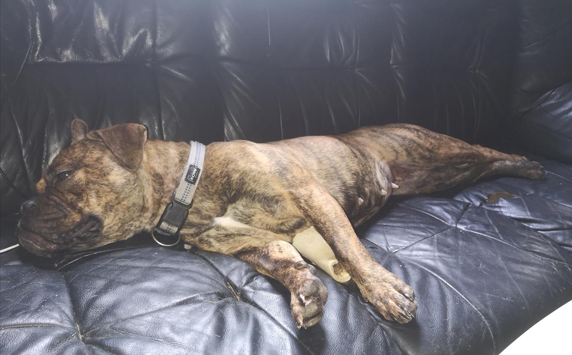 Olde english bulldogge Cookie (Ohana for Life's Edel)  billede 21