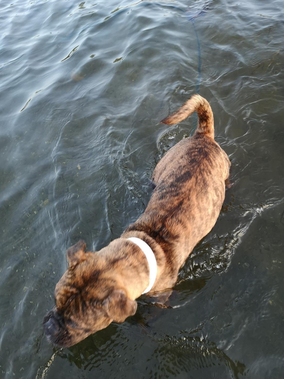 Olde english bulldogge Cookie (Ohana for Life's Edel)  billede 17