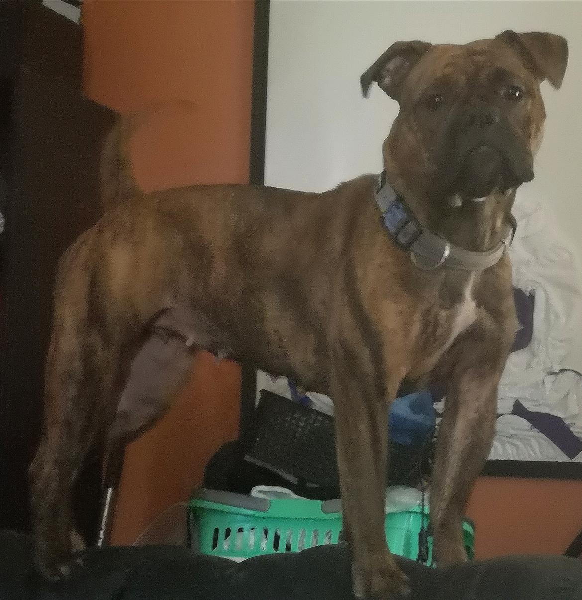 Olde english bulldogge Cookie (Ohana for Life's Edel)  billede 20