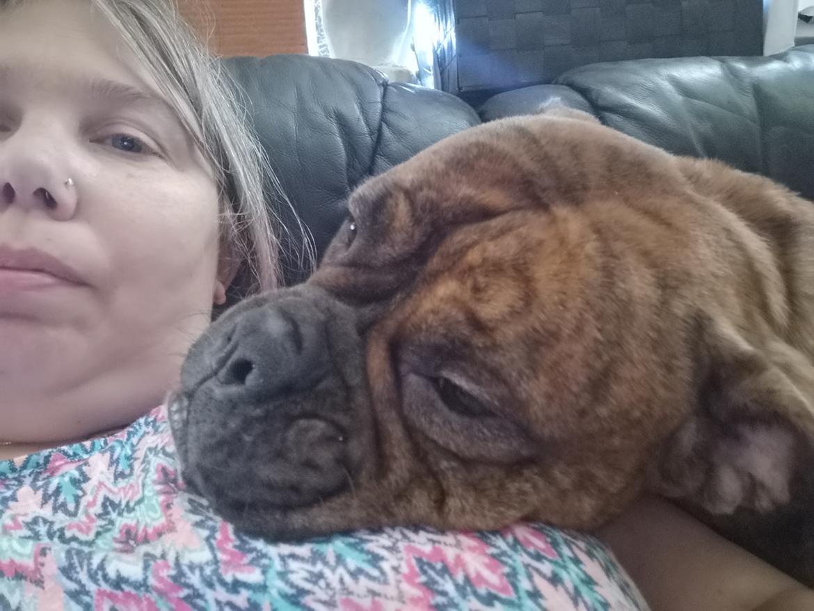 Olde english bulldogge Cookie (Ohana for Life's Edel)  billede 19