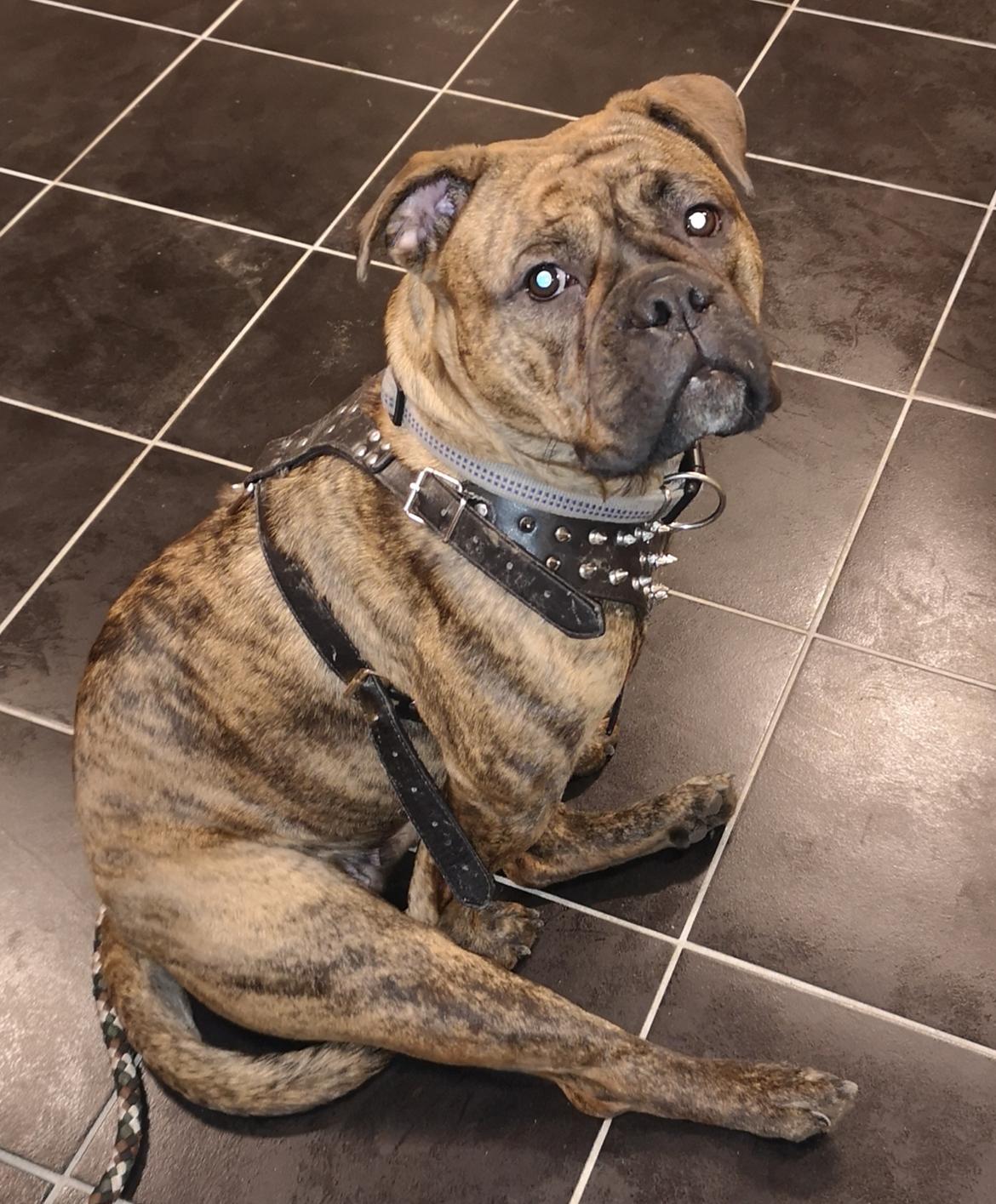 Olde english bulldogge Cookie (Ohana for Life's Edel)  billede 24