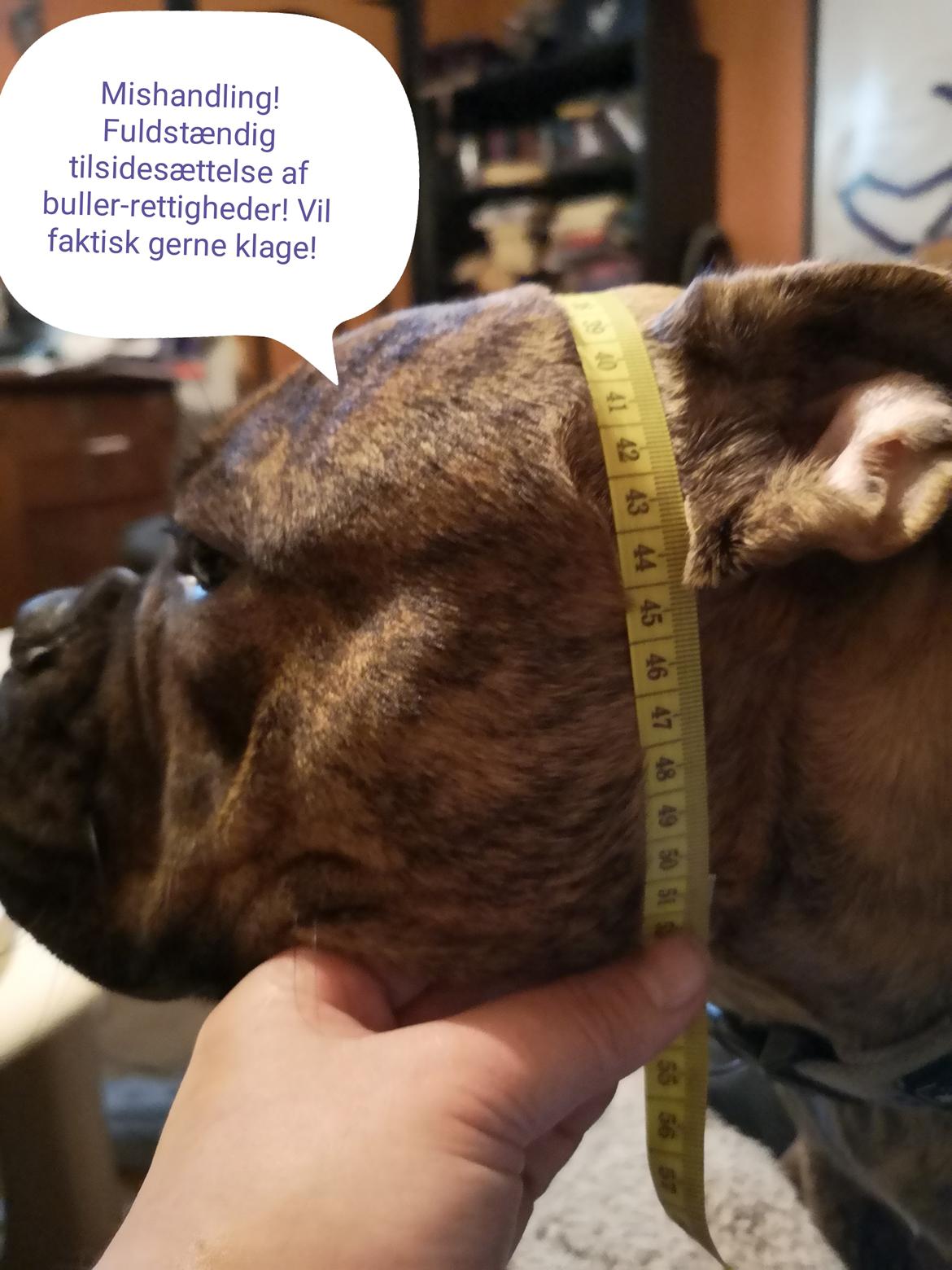 Olde english bulldogge Cookie (Ohana for Life's Edel)  billede 23