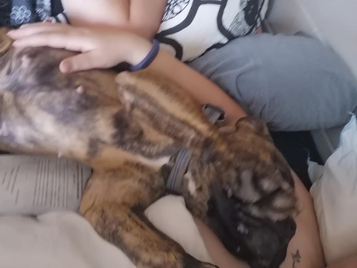 Olde english bulldogge Cookie (Ohana for Life's Edel)  billede 22