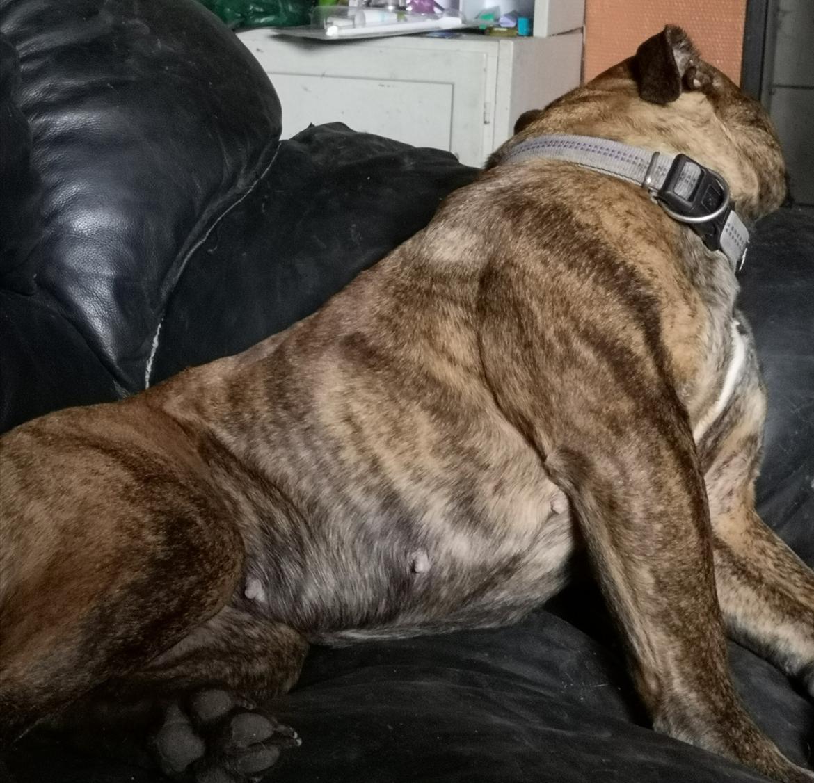 Olde english bulldogge Cookie (Ohana for Life's Edel)  billede 25