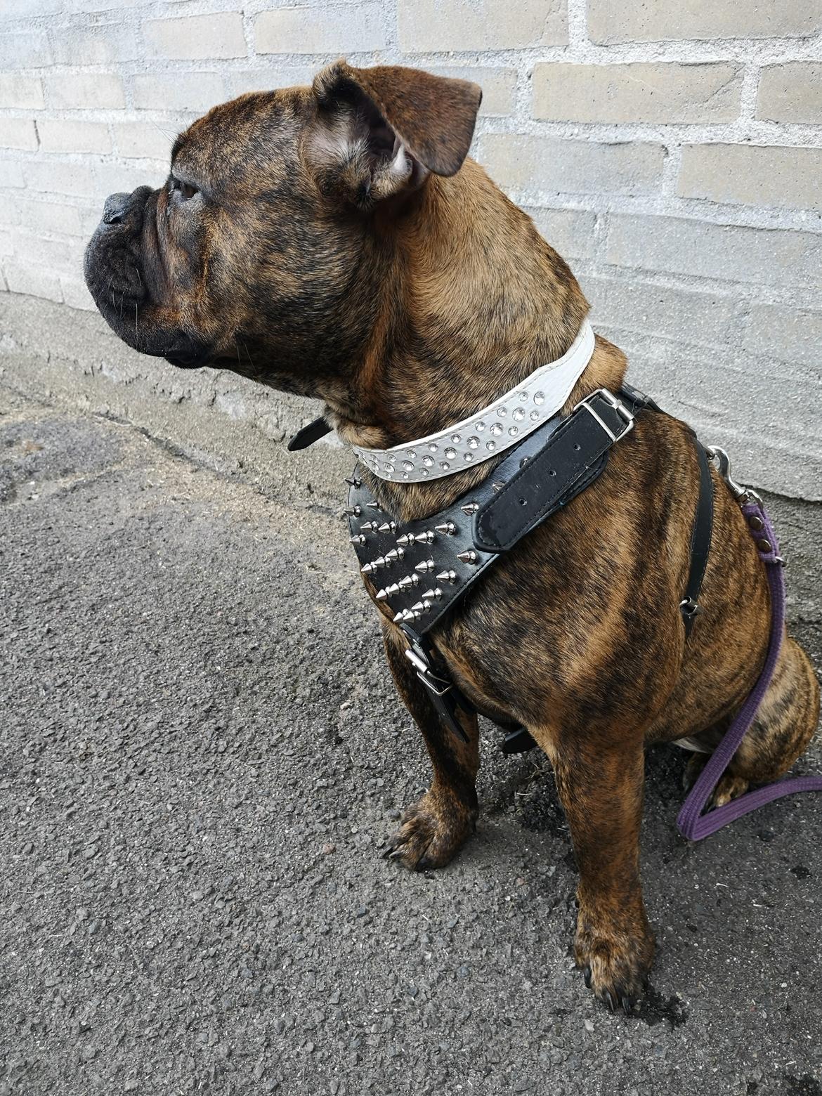 Olde english bulldogge Cookie (Ohana for Life's Edel)  billede 13