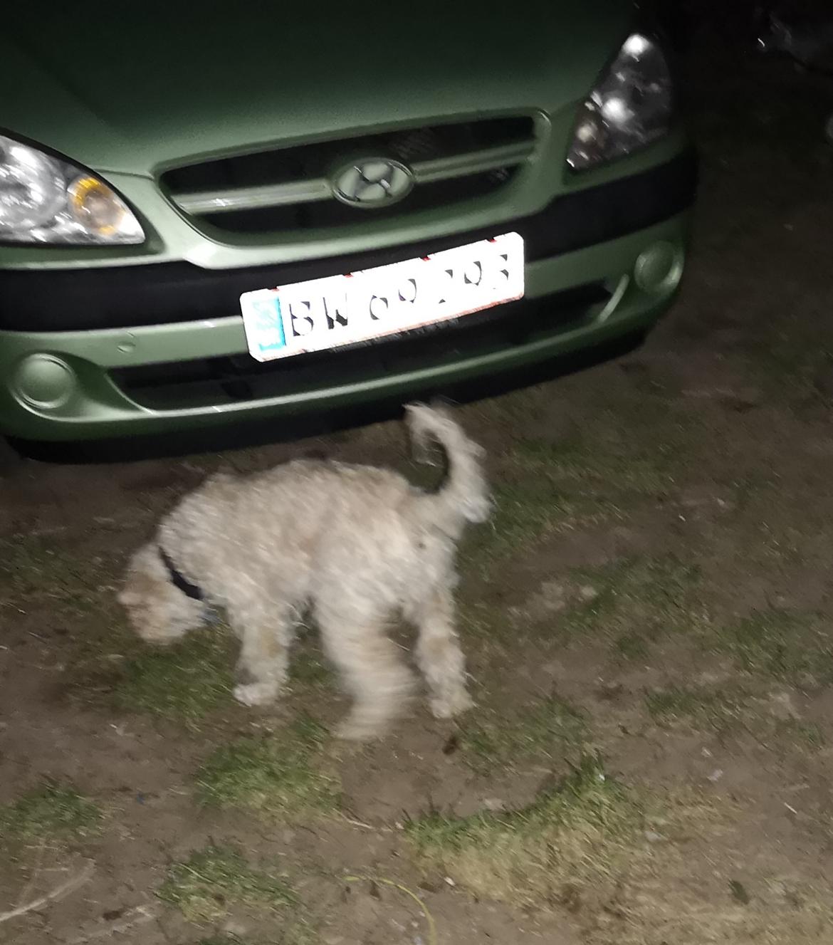 Mellempuddel Scooby Doo billede 6